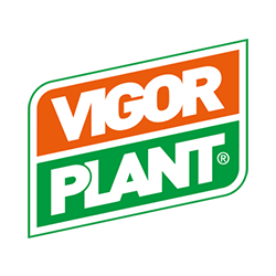 Vigor Plant
